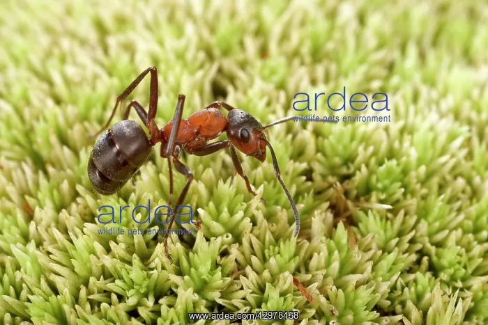 : Reddish-brown European Ant - on moss : Reddish-brown European Ant - on moss