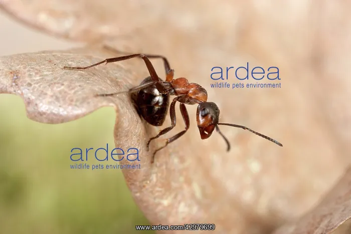 : Reddish-brown European Ant - Ready to throw its acid : Reddish-brown European Ant - Ready to throw its acid