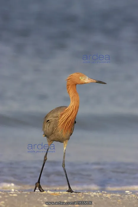 : Reddish Egret : Reddish Egret