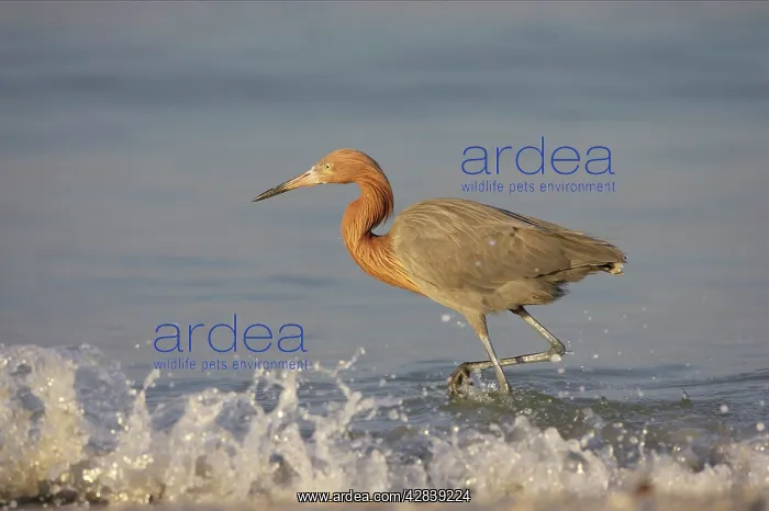 : Reddish Egret : Reddish Egret