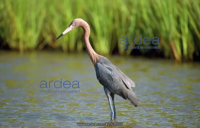 : Reddish Egret : Reddish Egret