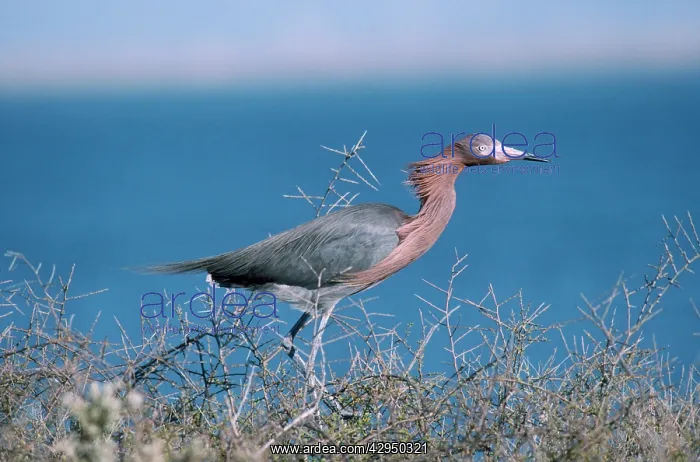  : Reddish Egret