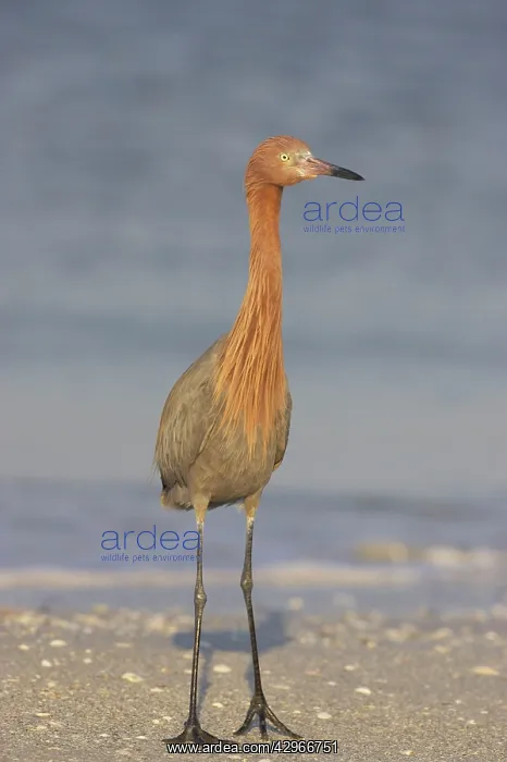 : Reddish Egret : Reddish Egret