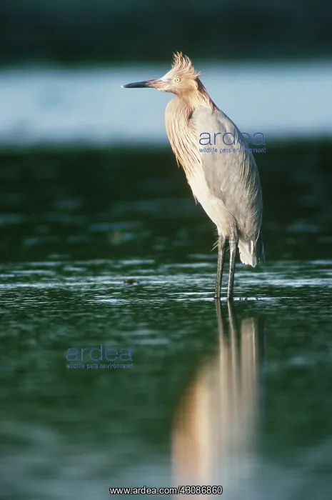 : Reddish Egret : Reddish Egret