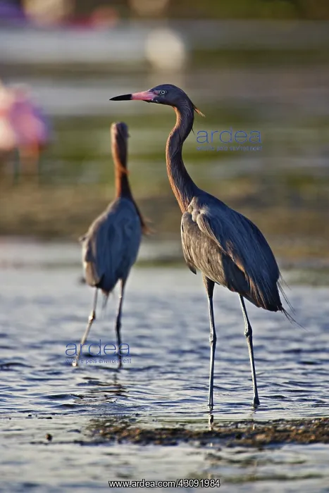 : Reddish Egret : Reddish Egret