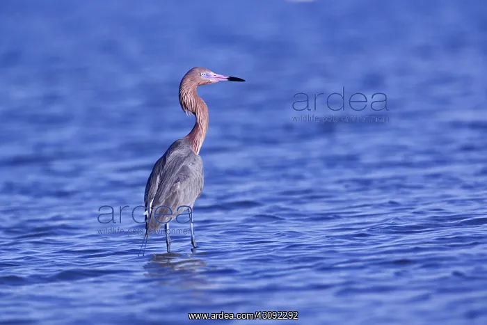 : Reddish Egret : Reddish Egret