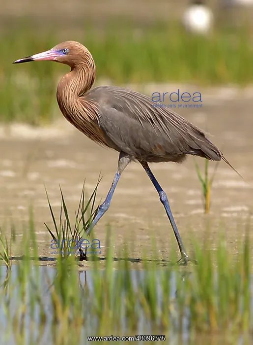 : Reddish Egret : Reddish Egret