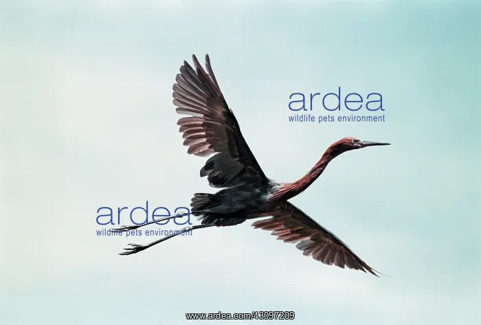 : Reddish Egret : Reddish Egret