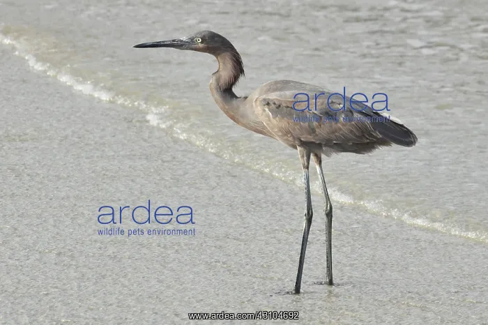 : Reddish Egret : Reddish Egret