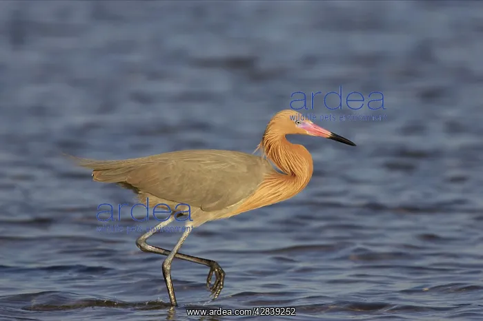 : Reddish Egret - in breeding plumage : Reddish Egret - in breeding plumage