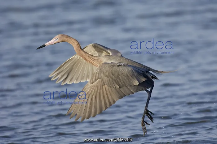 : Reddish Egret Dance fishing : Reddish Egret Dance fishing