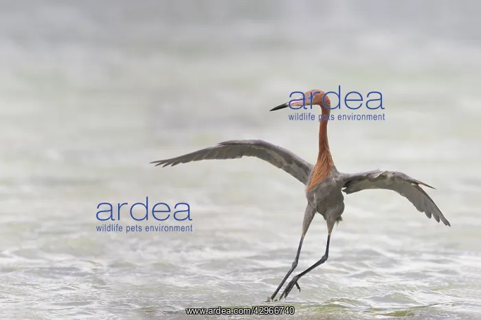 : Reddish Egret - dancing : Reddish Egret - dancing