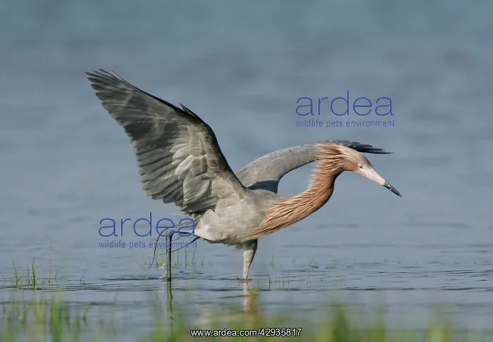 : Reddish Egret - dark morph : Reddish Egret - dark morph
