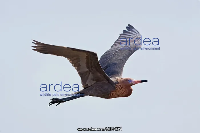 : Reddish Egret - dark morph : Reddish Egret - dark morph