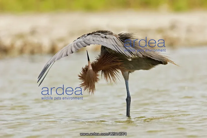 : Reddish Egret - dark morph : Reddish Egret - dark morph