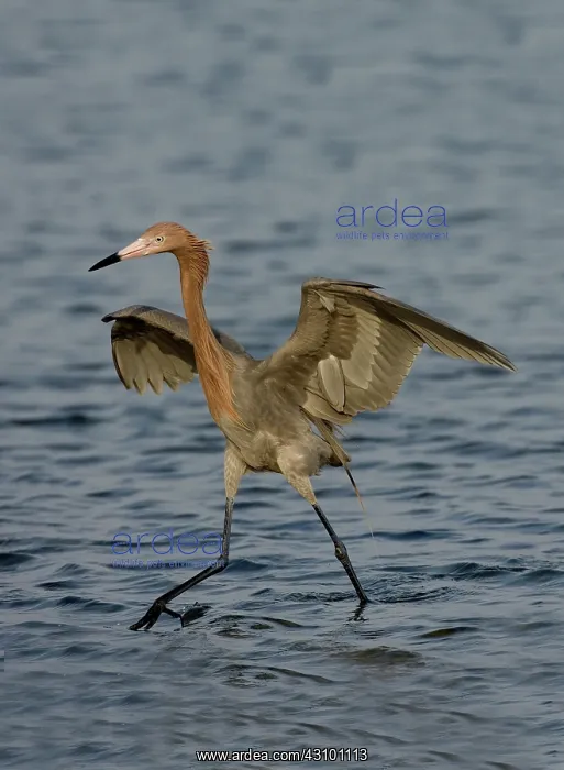 : Reddish Egret doing fishing dance : Reddish Egret doing fishing dance