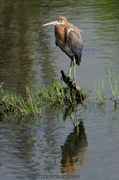 : Reddish Egret (Egretta rufescens), Bonaire : Reddish Egret (Egretta rufescens), Bonaire