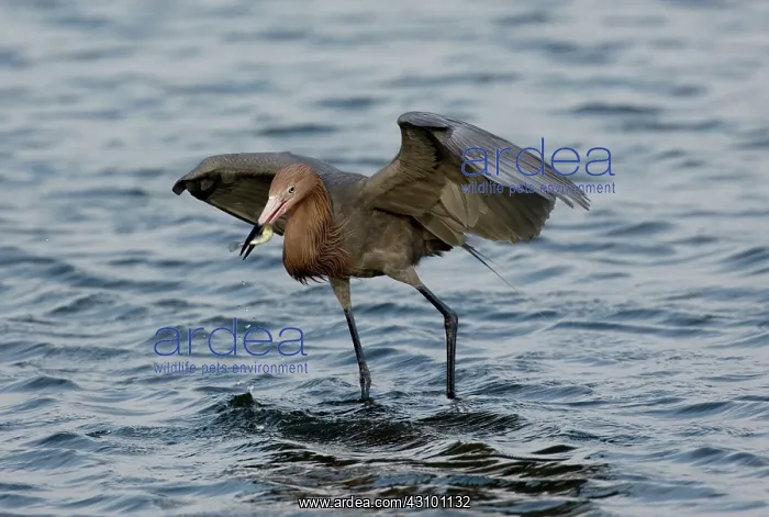  : Reddish Egret (Egretta rufescens) with fish