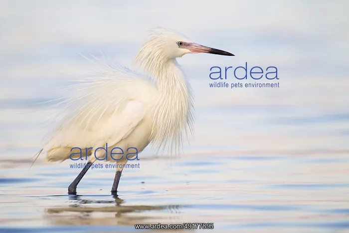 : Reddish Egret (Egretta rufescens), Florida, USA : Reddish Egret (Egretta rufescens), Florida, USA