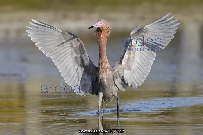 : Reddish Egret (Egretta rufescens), Florida, USA : Reddish Egret (Egretta rufescens), Florida, USA