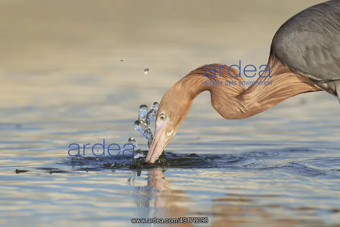: Reddish Egret (Egretta rufescens), Florida, USA : Reddish Egret (Egretta rufescens), Florida, USA