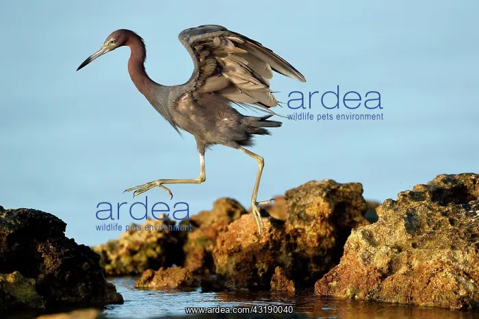 : Reddish Egret (Egretta rufescens) jumping from one : Reddish Egret (Egretta rufescens) jumping from one