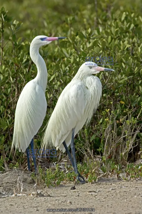 : Reddish Egret (Egretta rufescens) pair : Reddish Egret (Egretta rufescens) pair