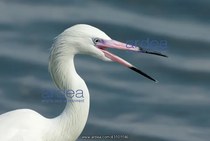: Reddish Egret (Egretta rufescens) portrait : Reddish Egret (Egretta rufescens) portrait