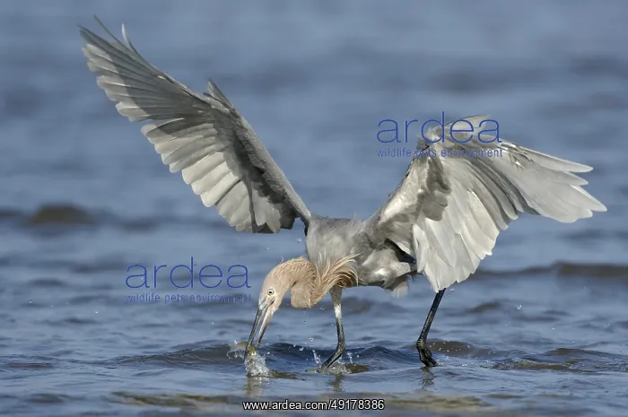 : Reddish Egret (Egretta rufescens), Texas, USA : Reddish Egret (Egretta rufescens), Texas, USA