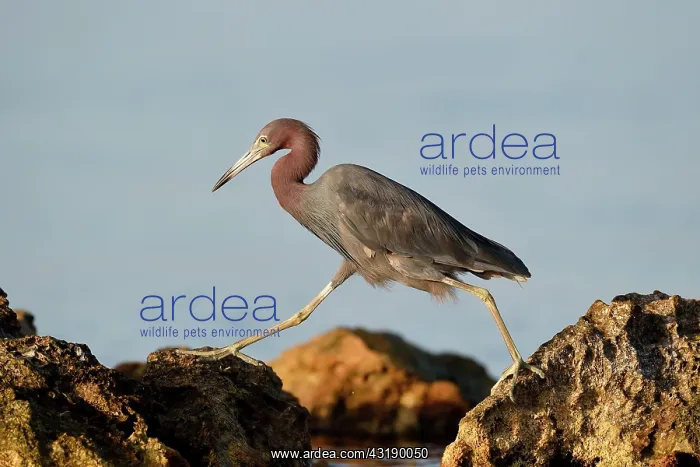 : Reddish Egret (Egretta rufescens) walking from one : Reddish Egret (Egretta rufescens) walking from one