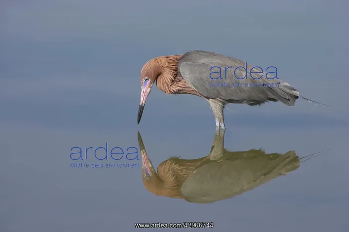 : Reddish Egret - fishing : Reddish Egret - fishing