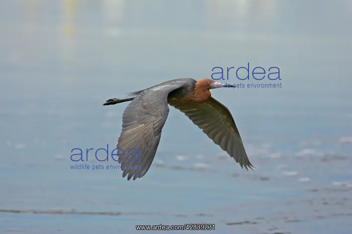 : Reddish Egret - in flight : Reddish Egret - in flight