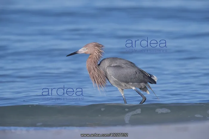  : Reddish Egret in Florida