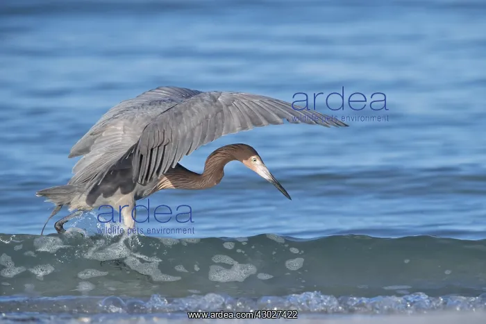  : Reddish Egret in Florida