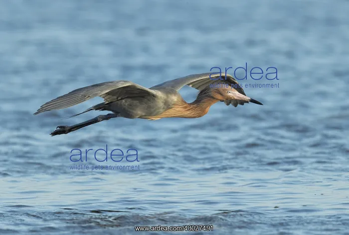  : Reddish Egret in Florida