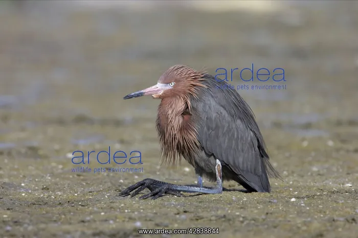 : Reddish Egret - resting with legs folded : Reddish Egret - resting with legs folded