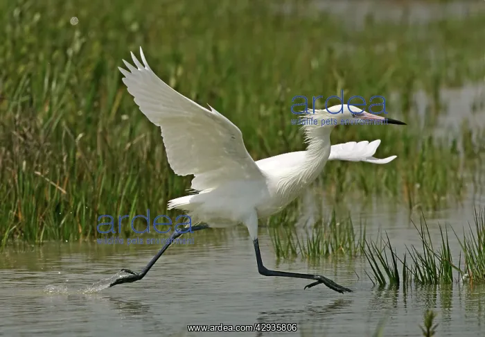 : Reddish Egret - white morph : Reddish Egret - white morph