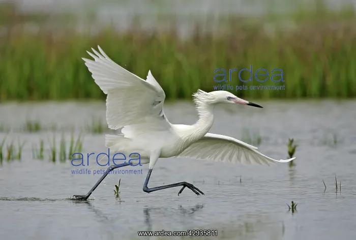 : Reddish Egret - white morph