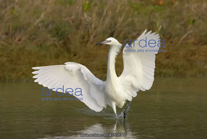  : Reddish Egret - white morph dancing