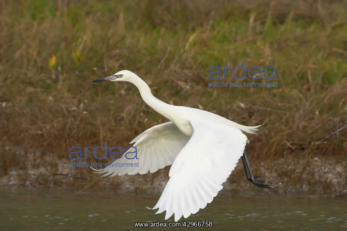 : Reddish Egret - white morph dancing : Reddish Egret - white morph dancing