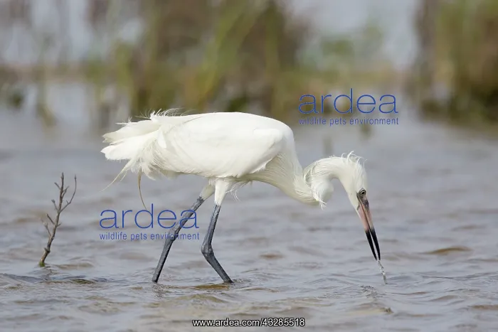 : Reddish Egret - white morph fishing : Reddish Egret - white morph fishing