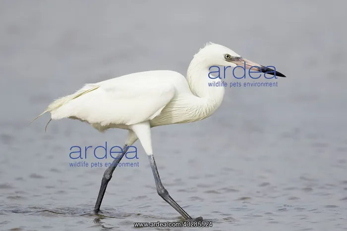 : Reddish Egret - white morph fishing : Reddish Egret - white morph fishing
