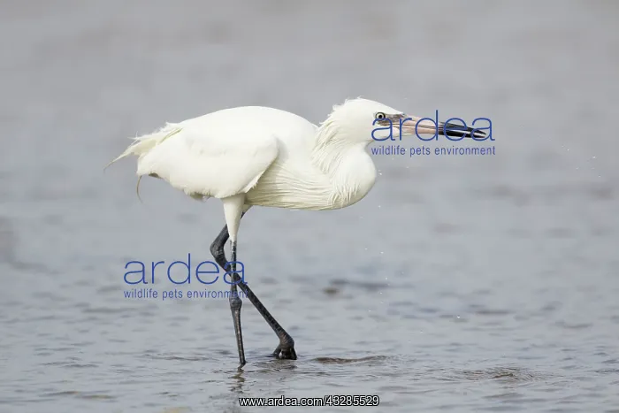: Reddish Egret - white morph fishing : Reddish Egret - white morph fishing