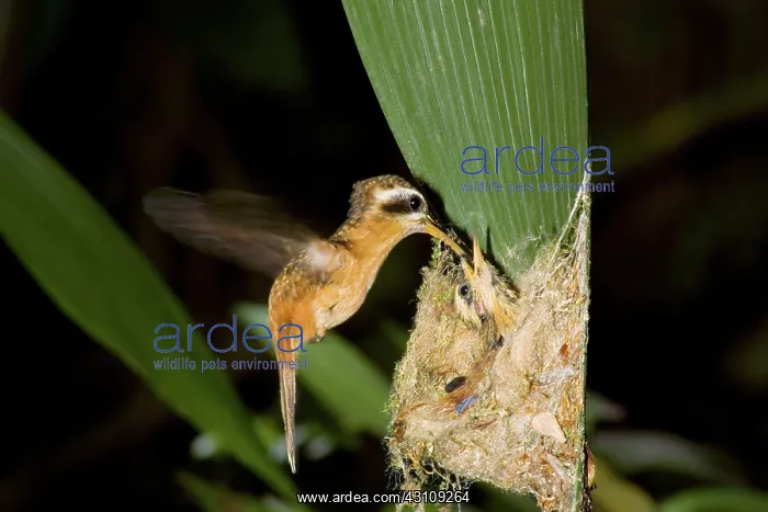 : Reddish Hermit feeding young in nest : Reddish Hermit feeding young in nest