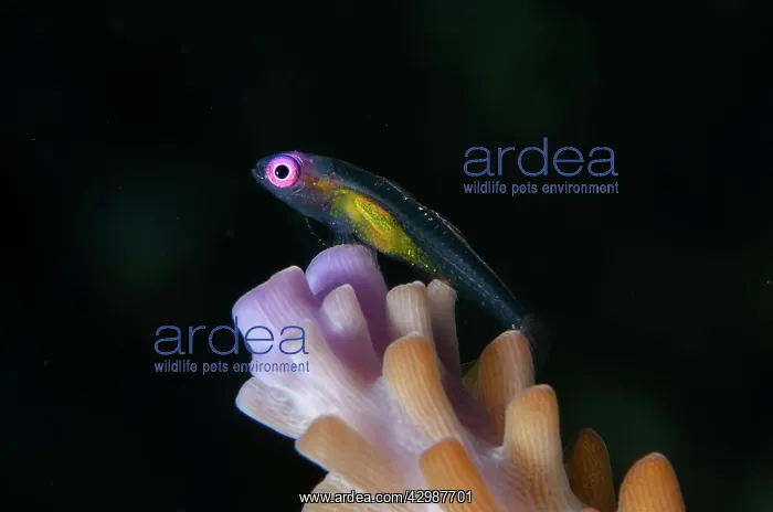 : Redeye Hovering Goby - by coral, Acropora sp - Batu : Redeye Hovering Goby - by coral, Acropora sp - Batu