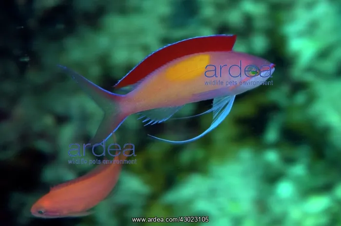  : Redfin Anthias