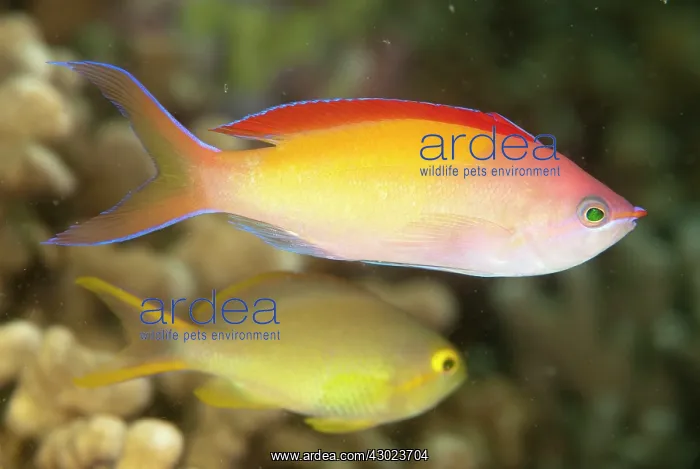  : Redfin Anthias