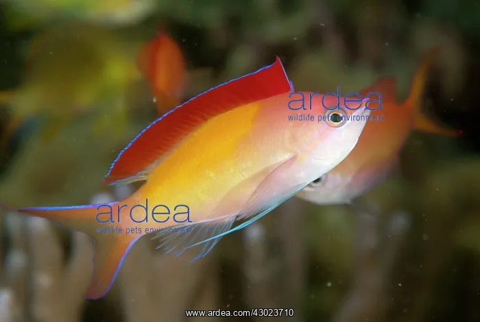  : Redfin Anthias