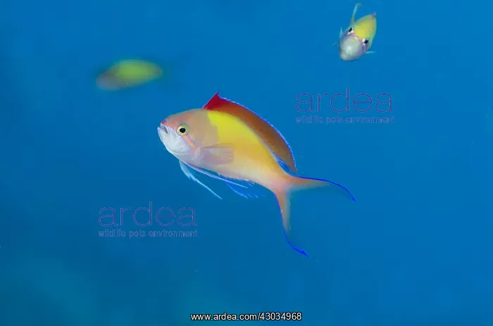 : Redfin Anthias - with fin extended - Pyramids : Redfin Anthias - with fin extended - Pyramids