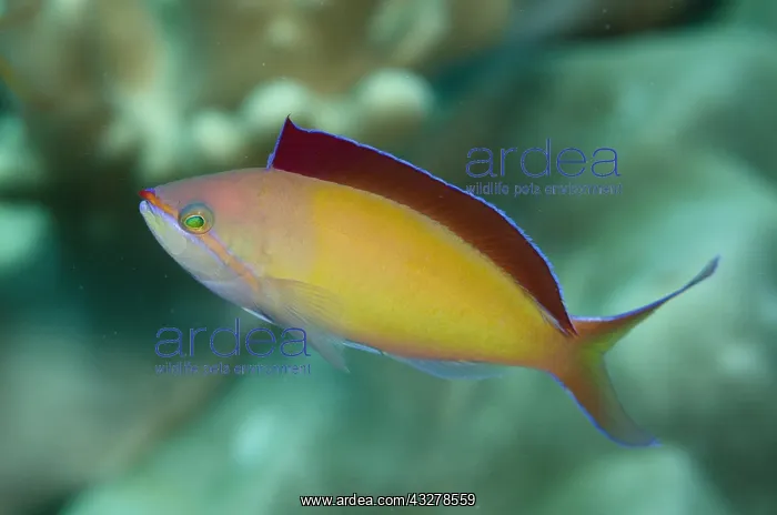 : Redfin Anthias (Pseudanthias dispar), with fin extended : Redfin Anthias (Pseudanthias dispar), with fin extended